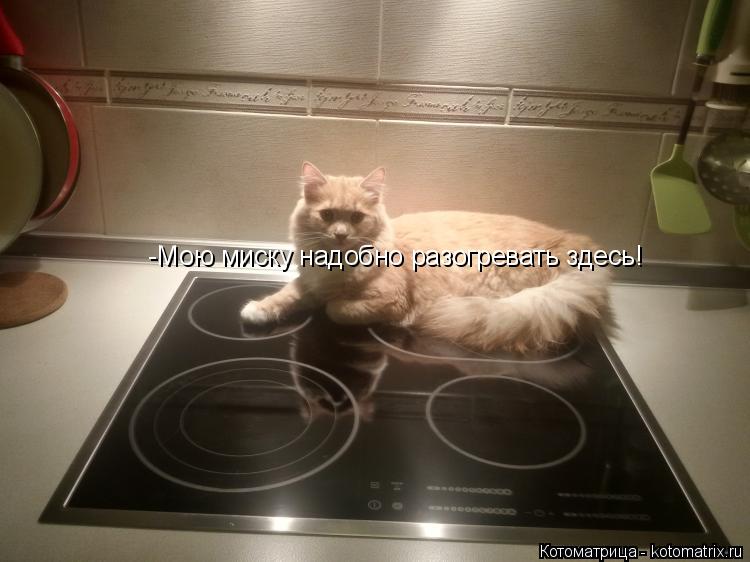 -Мою миску надобно разогревать здесь!... Котоматрица: -Мою миску надобно разогревать здесь!