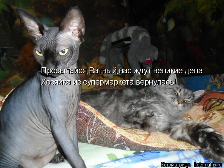 -Просыпайся,Ватный,нас ждут великие дела.. Хозяйка из супермаркета вернулась!... Котоматрица: -Просыпайся,Ватный,нас ждут великие дела.. Хозяйка из супермаркета вернулась!