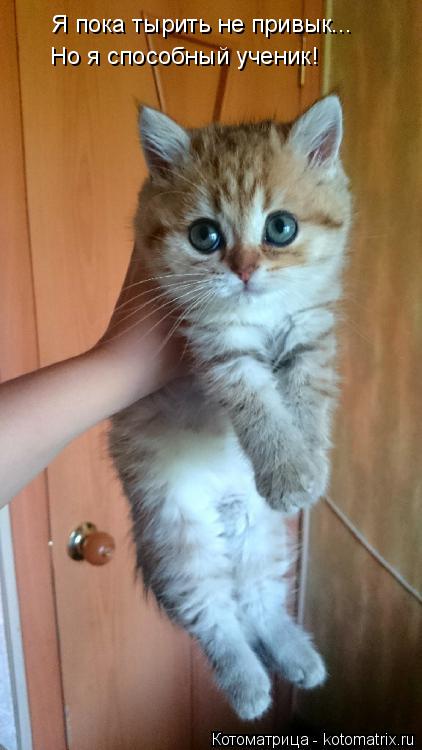 Я пока тырить не привык... Но я способный ученик!... Котоматрица: Я пока тырить не привык... Но я способный ученик!
