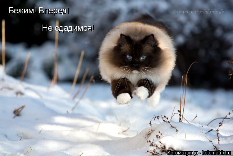 Бежим! Вперед! Не сдадимся!... Котоматрица: Бежим! Вперед! Не сдадимся!