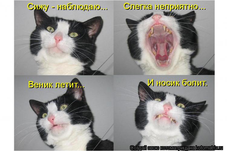 Сижу - наблюдаю... Веник летит... Слегка неприятно... И носик болит.... Котоматрица: Сижу - наблюдаю... Веник летит... Слегка неприятно... И носик болит.