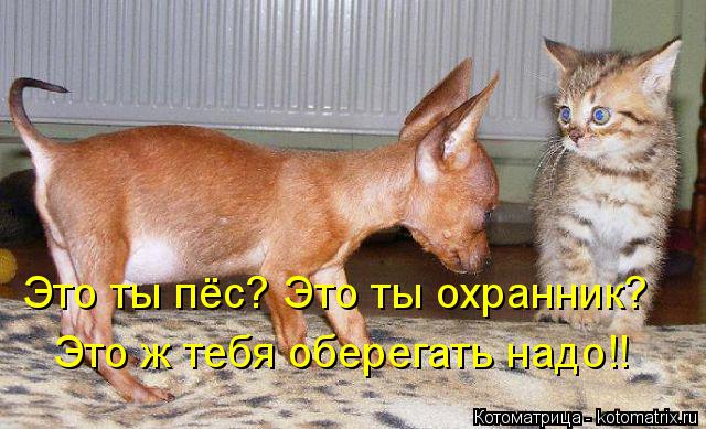 Это ты пёс? Это ты охранник? Это ж тебя оберегать надо!!... Котоматрица: Это ты пёс? Это ты охранник? Это ж тебя оберегать надо!!