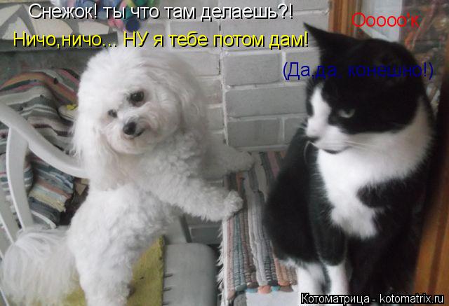 Снежок! ты что там делаешь?! Ничо,ничо... НУ я тебе потом дам! Ооооо'к (Да,да, конешно!)... Котоматрица: Снежок! ты что там делаешь?! Ничо,ничо... НУ я тебе потом дам! Ооооо'к (Да,да, конешно!)