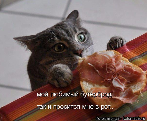 мой любимый бутерброд так и просится мне в рот...... Котоматрица: мой любимый бутерброд так и просится мне в рот...