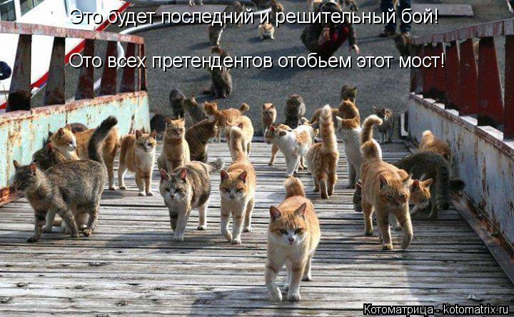 Это будет последний и решительный бой! Ото всех претендентов отобьем этот мост!... Котоматрица: Это будет последний и решительный бой! Ото всех претендентов отобьем этот мост!