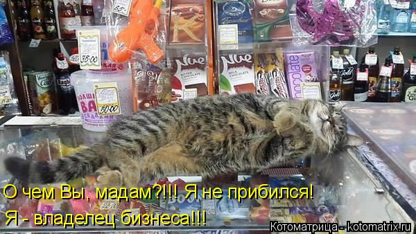 О чем Вы, мадам?!!! Я не прибился! Я - владелец бизнеса!!!... Котоматрица: О чем Вы, мадам?!!! Я не прибился! Я - владелец бизнеса!!!