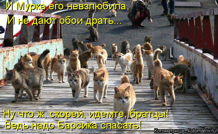 Котоматрица: И Мурка его невзлюбила, И не дают обои драть... Ну что ж, скорей, идемте, братцы! Ведь надо Барсика спасать!