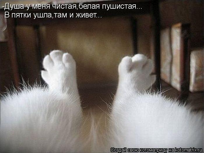 -Душа у меня чистая,белая пушистая... В пятки ушла,там и живет...... Котоматрица: -Душа у меня чистая,белая пушистая... В пятки ушла,там и живет...