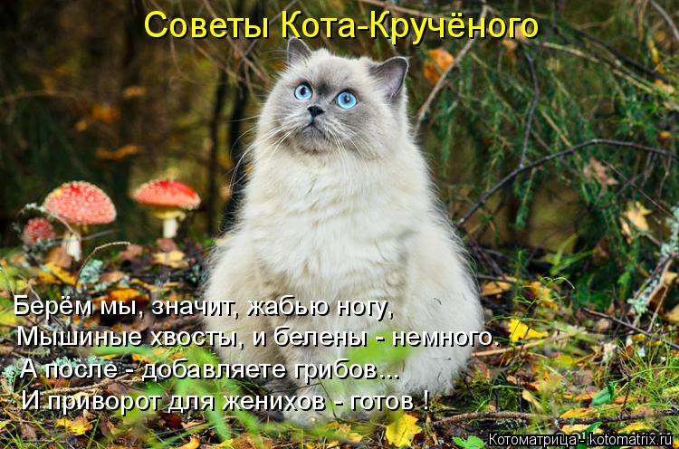 Берём мы, значит, жабью ногу, Мышиные хвосты, и белены - немного. А после - добавляете грибов... И пр... Котоматрица: Берём мы, значит, жабью ногу, Мышиные хвосты, и белены - немного. А после - добавляете грибов... И приворот для женихов - готов ! Советы Кота-Круч
