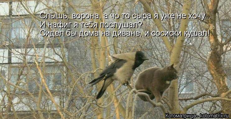 Слышь, ворона, а чо то сыра я уже не хочу... И нафиг я тебя послушал? Сидел бы дома на диване, и соси... Котоматрица: Слышь, ворона, а чо то сыра я уже не хочу... И нафиг я тебя послушал? Сидел бы дома на диване, и сосиски кушал!