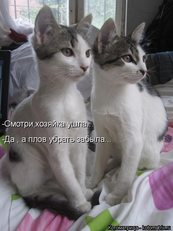 -Смотри,хозяйка ушла... -Да , а плов убрать забыла... -Да , а плов убрать забыла...... Котоматрица: -Смотри,хозяйка ушла... -Да , а плов убрать забыла... -Да , а плов убрать забыла...
