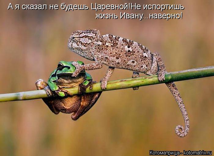 А я сказал не будешь Царевной!Не испортишь жизнь Ивану...наверно!... Котоматрица: А я сказал не будешь Царевной!Не испортишь жизнь Ивану...наверно!