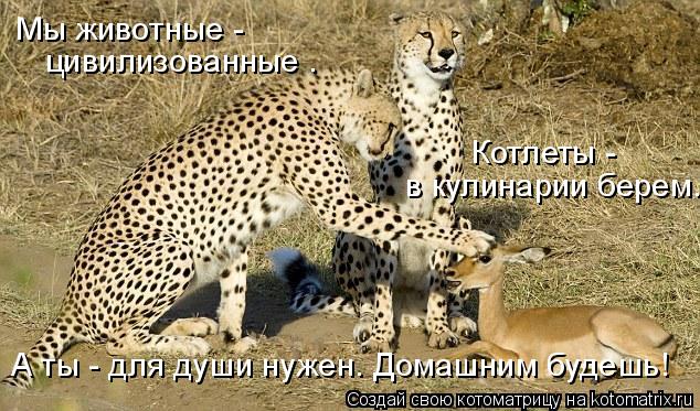 Мы животные - цивилизованные . в кулинарии берем. Котлеты - А ты - для души нужен. Домашним будешь!... Котоматрица: Мы животные - цивилизованные . в кулинарии берем. Котлеты - А ты - для души нужен. Домашним будешь!