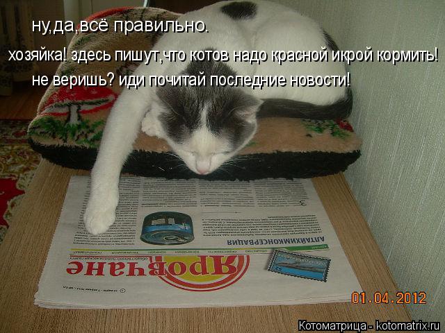 ну,да,всё правильно. хозяйка! здесь пишут,что котов надо красной икрой кормить! не веришь? иди почита... Котоматрица: ну,да,всё правильно. хозяйка! здесь пишут,что котов надо красной икрой кормить! не веришь? иди почитай последние новости!