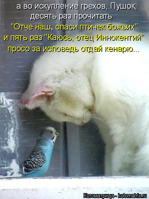 а во искупление грехов, Пушок, десять раз прочитать "Отче наш, спаси птичек божьих" и пять раз "Каюс... Котоматрица: а во искупление грехов, Пушок, десять раз прочитать "Отче наш, спаси птичек божьих" и пять раз "Каюсь, отец Иннокентий" просо за исповедь отда