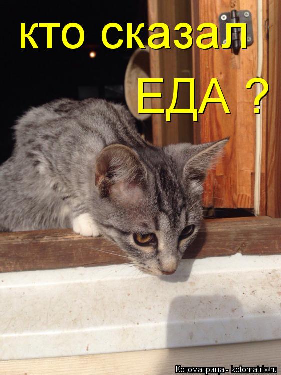 кто сказал ЕДА ?... Котоматрица: кто сказал ЕДА ?