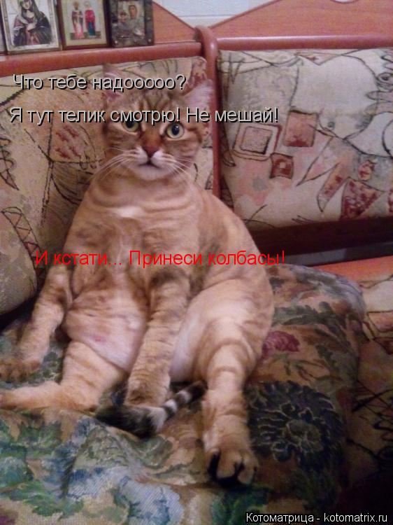 Что тебе надооооо? Я тут телик смотрю! Не мешай! И кстати... Принеси колбасы!... Котоматрица: Что тебе надооооо? Я тут телик смотрю! Не мешай! И кстати... Принеси колбасы!