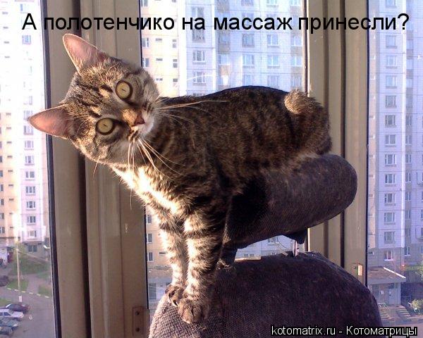 Котоматрица: А полотенчико на массаж принесли?