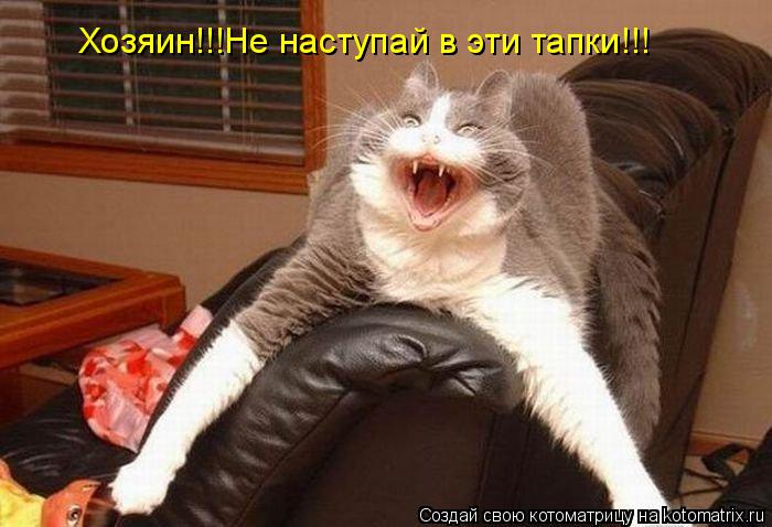 Хозяин!!!Не наступай в эти тапки!!!... Котоматрица: Хозяин!!!Не наступай в эти тапки!!!
