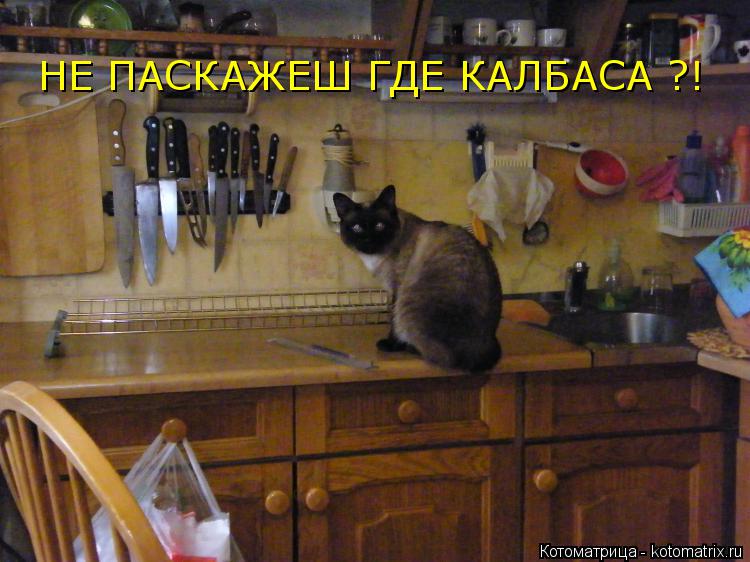 НЕ ПАСКАЖЕШ ГДЕ КАЛБАСА ?!... Котоматрица: НЕ ПАСКАЖЕШ ГДЕ КАЛБАСА ?!