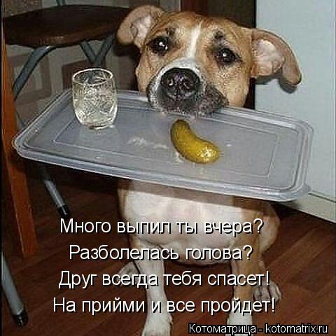 Друг всегда тебя спасет! На прийми и все пройдет! Много выпил ты вчера? Разболелась голова?... Котоматрица: Друг всегда тебя спасет! На прийми и все пройдет! Много выпил ты вчера? Разболелась голова?