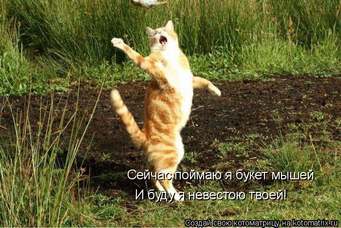 Сейчас поймаю я букет мышей И буду я невестою твоей!... Котоматрица: Сейчас поймаю я букет мышей И буду я невестою твоей!