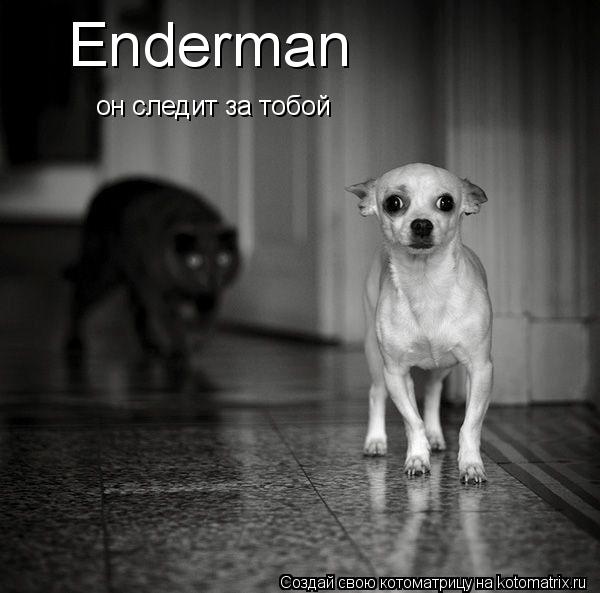 Enderman он следит за тобой... Котоматрица: Enderman он следит за тобой