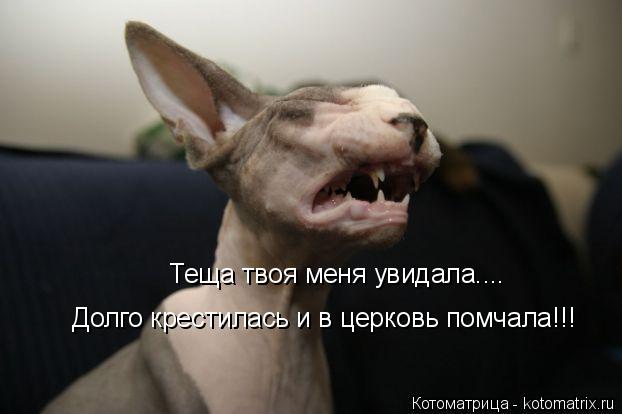 Теща твоя меня увидала.... Долго крестилась и в церковь помчала!!!... Котоматрица: Теща твоя меня увидала.... Долго крестилась и в церковь помчала!!!