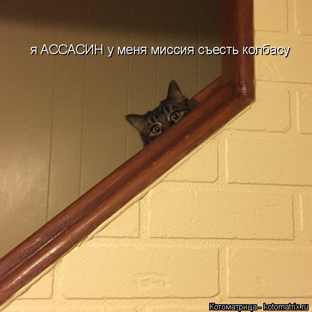 я АССАСИН у меня миссия съесть колбасу... Котоматрица: я АССАСИН у меня миссия съесть колбасу
