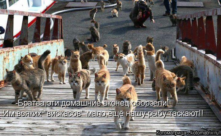 -Братва,эти домашние вконец оборзели! Им всяких "вискасов" мало,ещё нашу рыбу таскают!!... Котоматрица: -Братва,эти домашние вконец оборзели! Им всяких "вискасов" мало,ещё нашу рыбу таскают!!