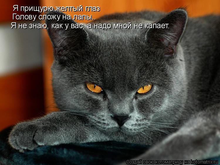 Я прищурю желтый глаз Голову сложу на лапы.. Голову сложу на лапы.. Я не знаю, как у вас, а надо мной... Котоматрица: Я прищурю желтый глаз Голову сложу на лапы.. Голову сложу на лапы.. Я не знаю, как у вас, а надо мной не капает. Я не знаю, как у вас, а надо мной н