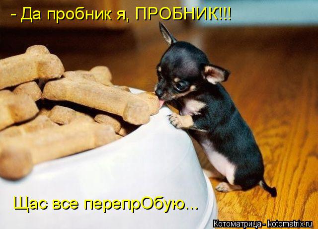 - Да пробник я, ПРОБНИК!!! Щас все перепрОбую...... Котоматрица: - Да пробник я, ПРОБНИК!!! Щас все перепрОбую...