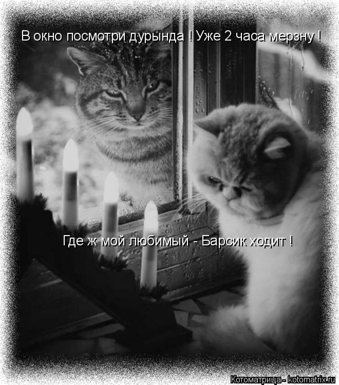 Где ж мой любимый - Барсик ходит ! В окно посмотри дурында ! Уже 2 часа мерзну !... Котоматрица: Где ж мой любимый - Барсик ходит ! В окно посмотри дурында ! Уже 2 часа мерзну !