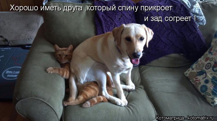 Хорошо иметь друга ,который спину прикроет и зад согреет !... Котоматрица: Хорошо иметь друга ,который спину прикроет и зад согреет !