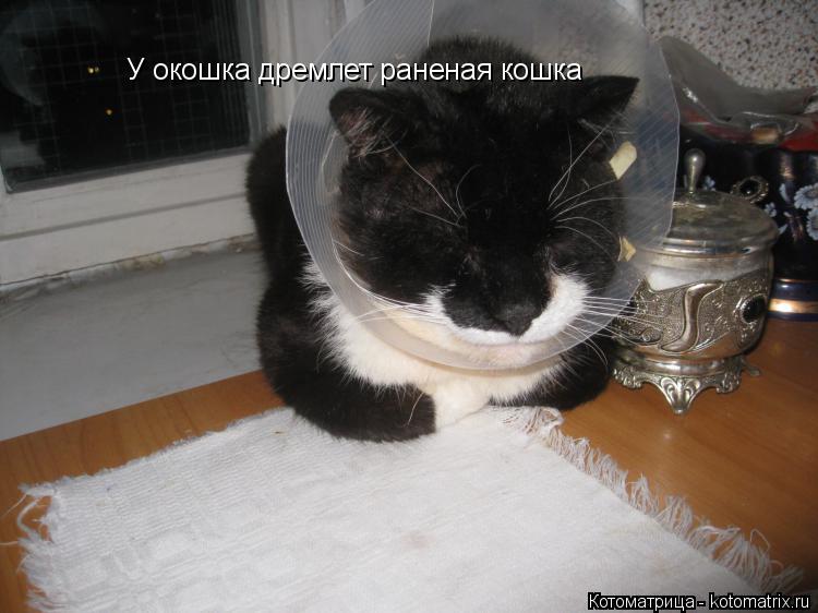 Котоматрица: У окошка дремлет раненая кошка