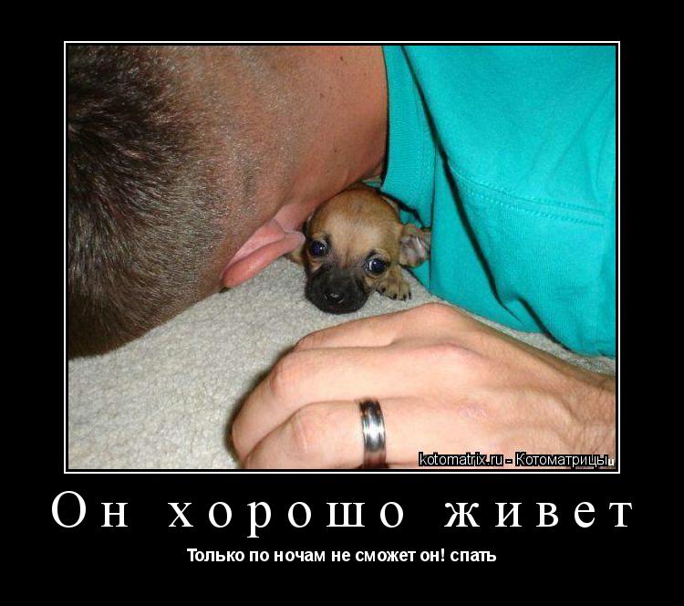 Он хорошо живет Только по ночам не сможет он! спать... Котоматрица: Он хорошо живет Только по ночам не сможет он! спать