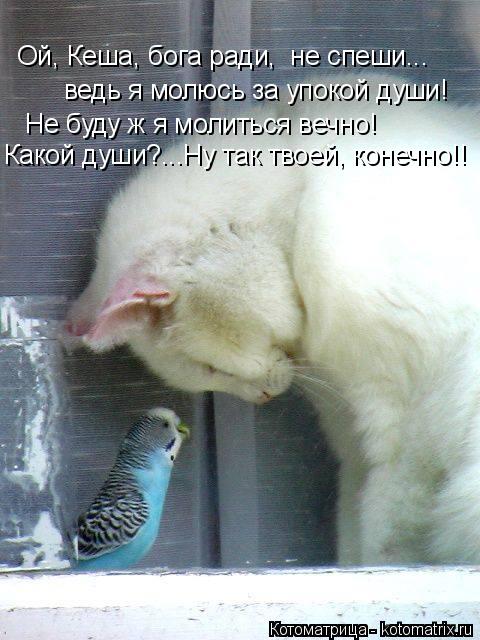 Котоматрица: Ой, Кеша, бога ради,  не спеши... ведь я молюсь за упокой души! Не буду ж я молиться вечно! Какой души?...Ну так твоей, конечно!!