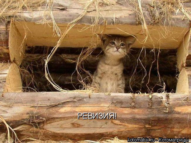 РЕВИЗИЯ!... Котоматрица: РЕВИЗИЯ!