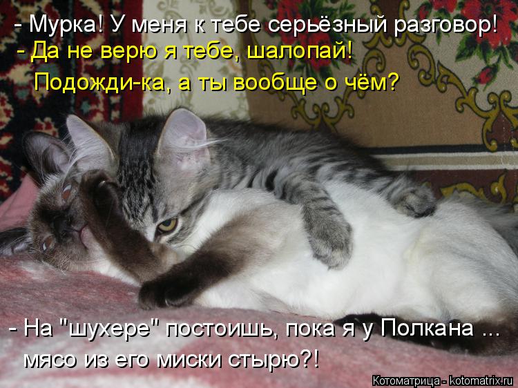 - Мурка! У меня к тебе серьёзный разговор! - Да не верю я тебе, шалопай! - На "шухере" постоишь, пок... Котоматрица: - Мурка! У меня к тебе серьёзный разговор! - Да не верю я тебе, шалопай! - На "шухере" постоишь, пока я у Полкана ... мясо из его миски стырю?! Подож