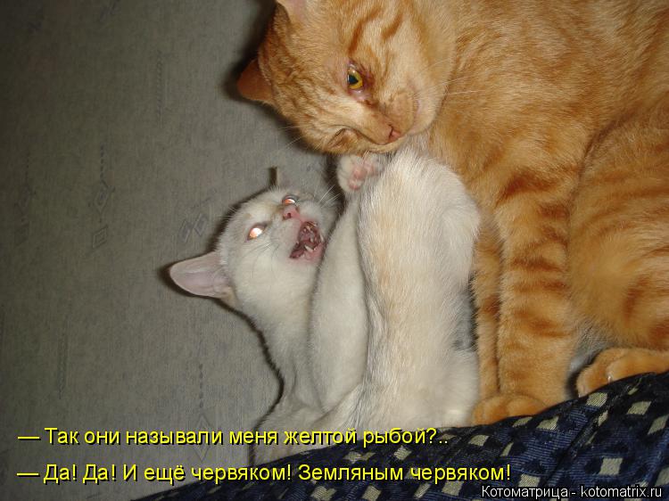 — Так они называли меня желтой рыбой?.. — Да! Да! И ещё червяком! Земляным червяком!... Котоматрица: — Так они называли меня желтой рыбой?.. — Да! Да! И ещё червяком! Земляным червяком!