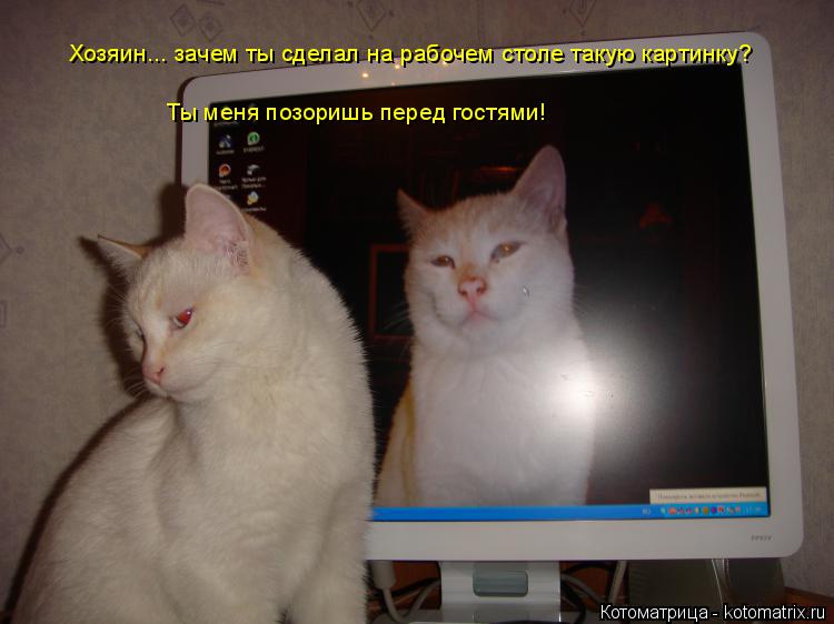 Хозяин... зачем ты сделал на рабочем столе такую картинку? Ты меня позоришь перед гостями!... Котоматрица: Хозяин... зачем ты сделал на рабочем столе такую картинку? Ты меня позоришь перед гостями!
