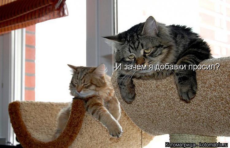 -И зачем я добавки просил?... Котоматрица: -И зачем я добавки просил?