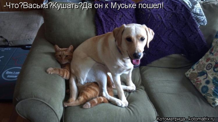 -Что?Васька?Кушать?Да он к Муське пошел!... Котоматрица: -Что?Васька?Кушать?Да он к Муське пошел!