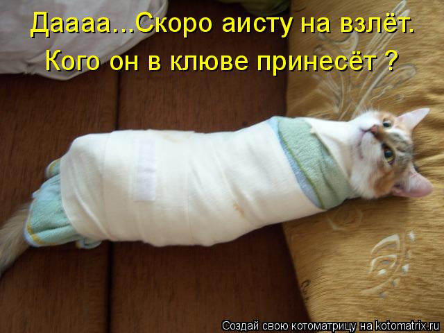 Даааа...Скоро аисту на взлёт. Кого он в клюве принесёт ?... Котоматрица: Даааа...Скоро аисту на взлёт. Кого он в клюве принесёт ?