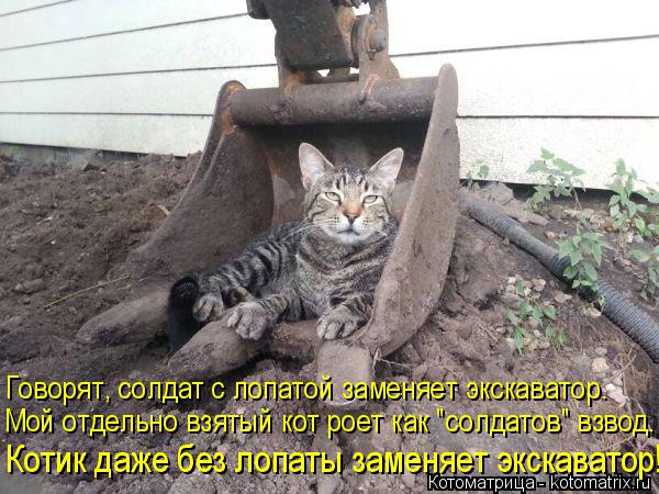 Котик даже без лопаты заменяет экскаватор! Мой отдельно взятый кот роет как "солдатов" взвод. Говорят... Котоматрица: Котик даже без лопаты заменяет экскаватор! Мой отдельно взятый кот роет как "солдатов" взвод. Говорят, солдат с лопатой заменяет экскаватор.
