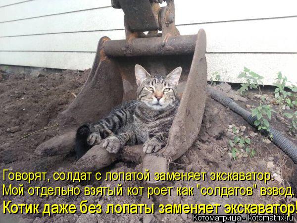 Котоматрица: Котик даже без лопаты заменяет экскаватор! Мой отдельно взятый кот роет как "солдатов" взвод. Говорят, солдат с лопатой заменяет экскаватор.