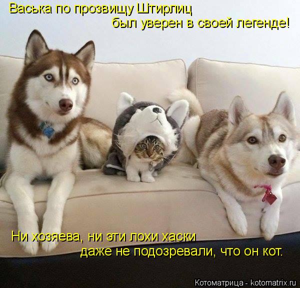Васька по прозвищу Штирлиц был уверен в своей легенде! Ни хозяева, ни эти лохи хаски даже не подозре... Котоматрица: Васька по прозвищу Штирлиц был уверен в своей легенде! Ни хозяева, ни эти лохи хаски даже не подозревали, что он кот.