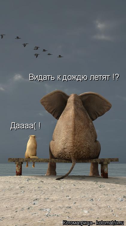 Видать к дождю летят !? Даааа( !... Котоматрица: Видать к дождю летят !? Даааа( !