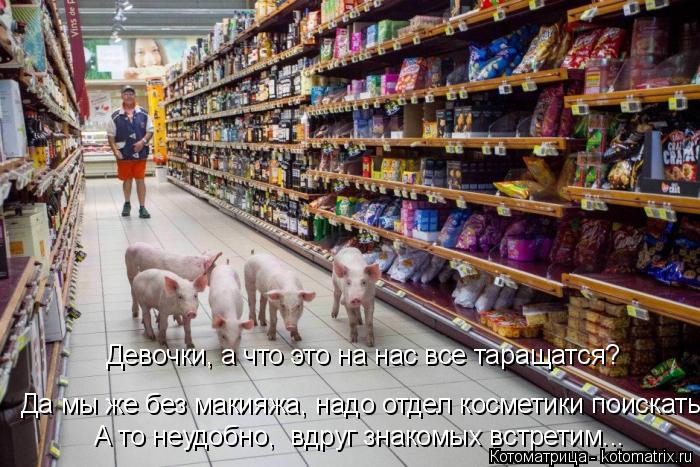 Девочки, а что это на нас все таращатся? Да мы же без макияжа, надо отдел косметики поискать... А то ... Котоматрица: Девочки, а что это на нас все таращатся? Да мы же без макияжа, надо отдел косметики поискать... А то неудобно, вдруг знакомых встретим...