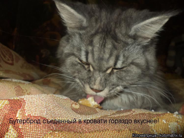 Бутерброд съеденный в кровати гораздо вкуснее!... Котоматрица: Бутерброд съеденный в кровати гораздо вкуснее!